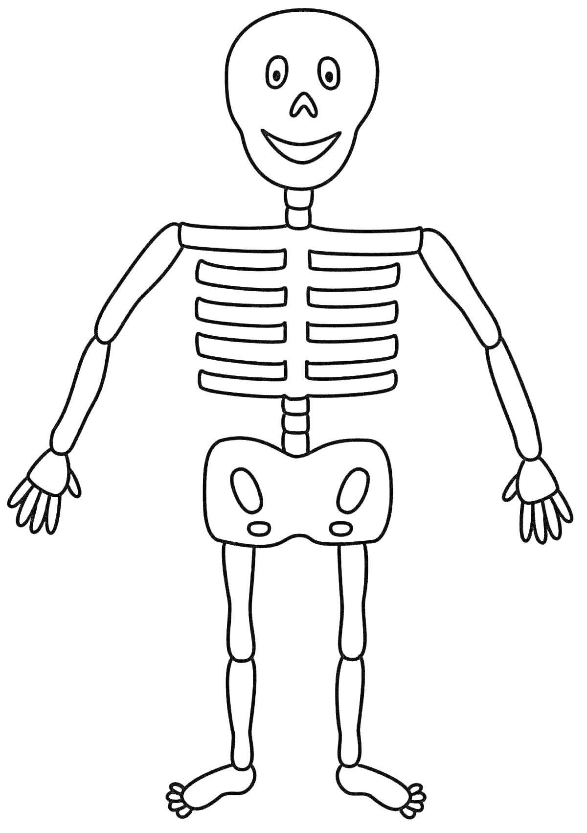 Раскраска Скелет человека с черепом, грудной клеткой, тазом, руками и ногами