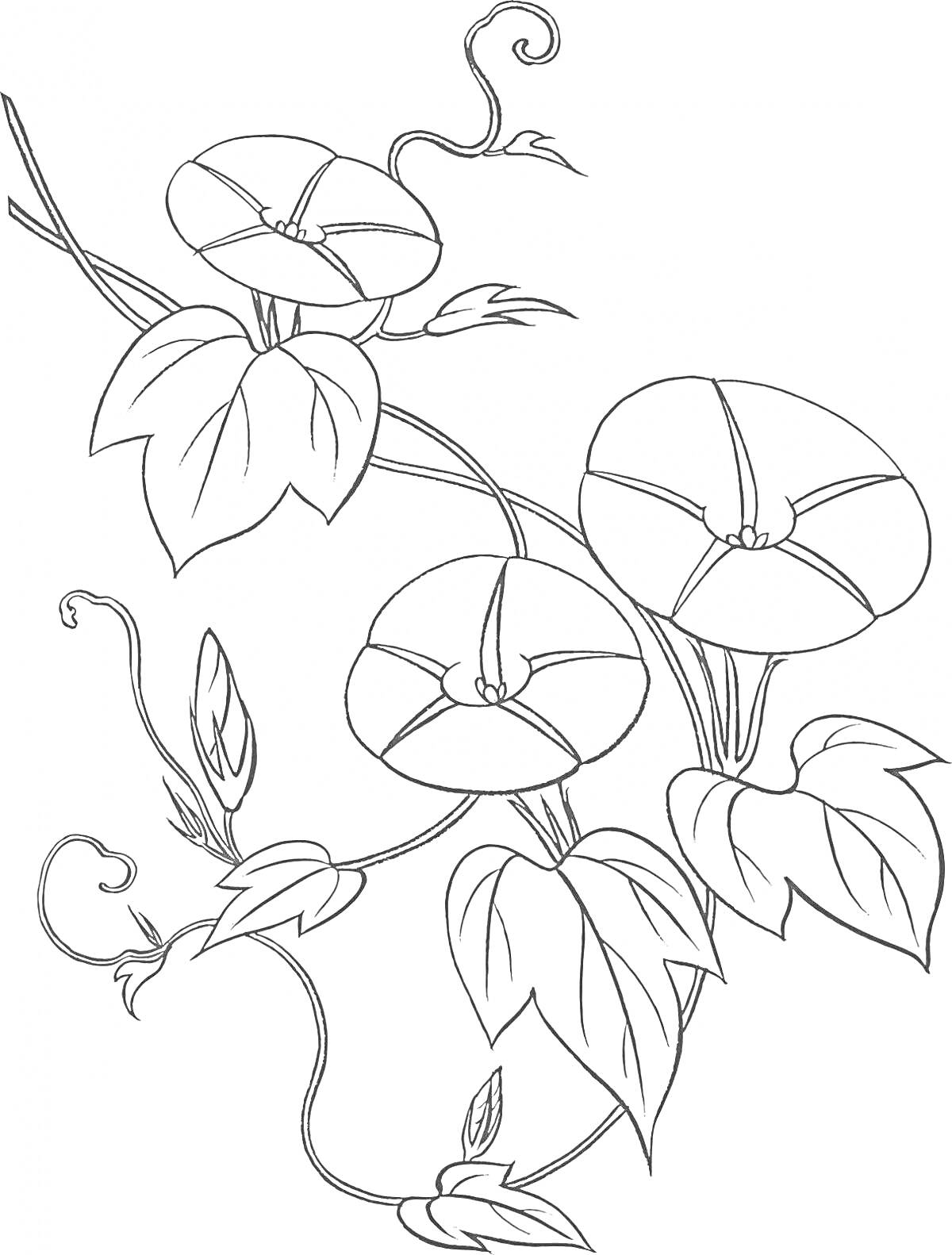 На раскраске изображено: Цветы, Листья, Растения, Ботаника