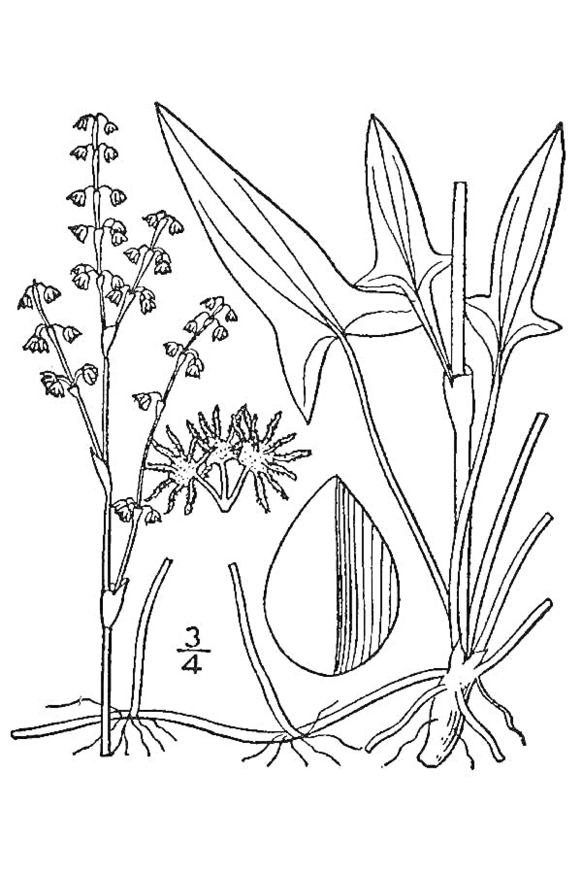 На раскраске изображено: Ботаника, Стебель, Листья, Корни, Цветы, Растения