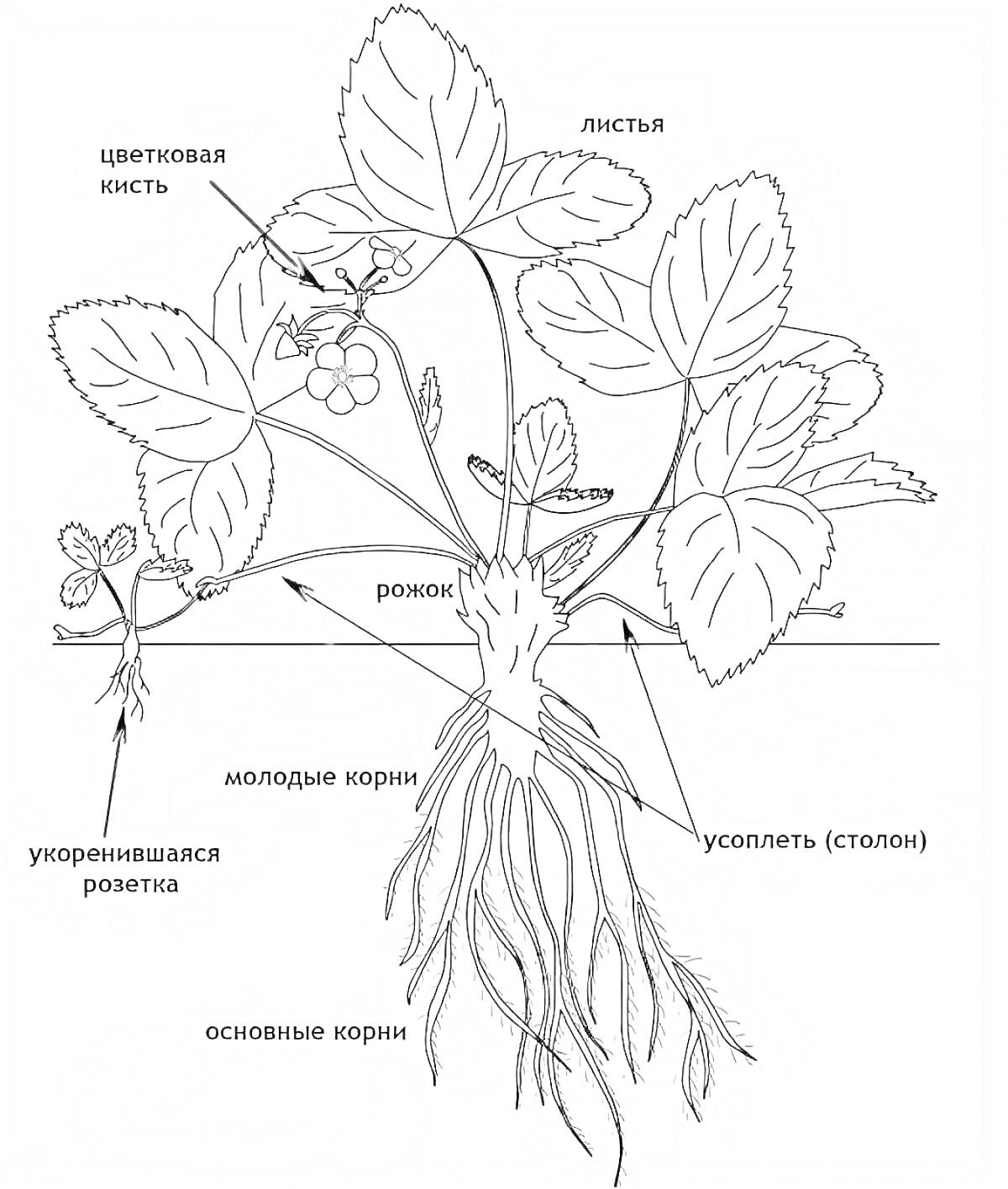 Раскраска Части растения клубники: укоренившаяся розетка, молодые корни, основные корни, цветковая кисть, ройок, листья, усоплет (столон)
