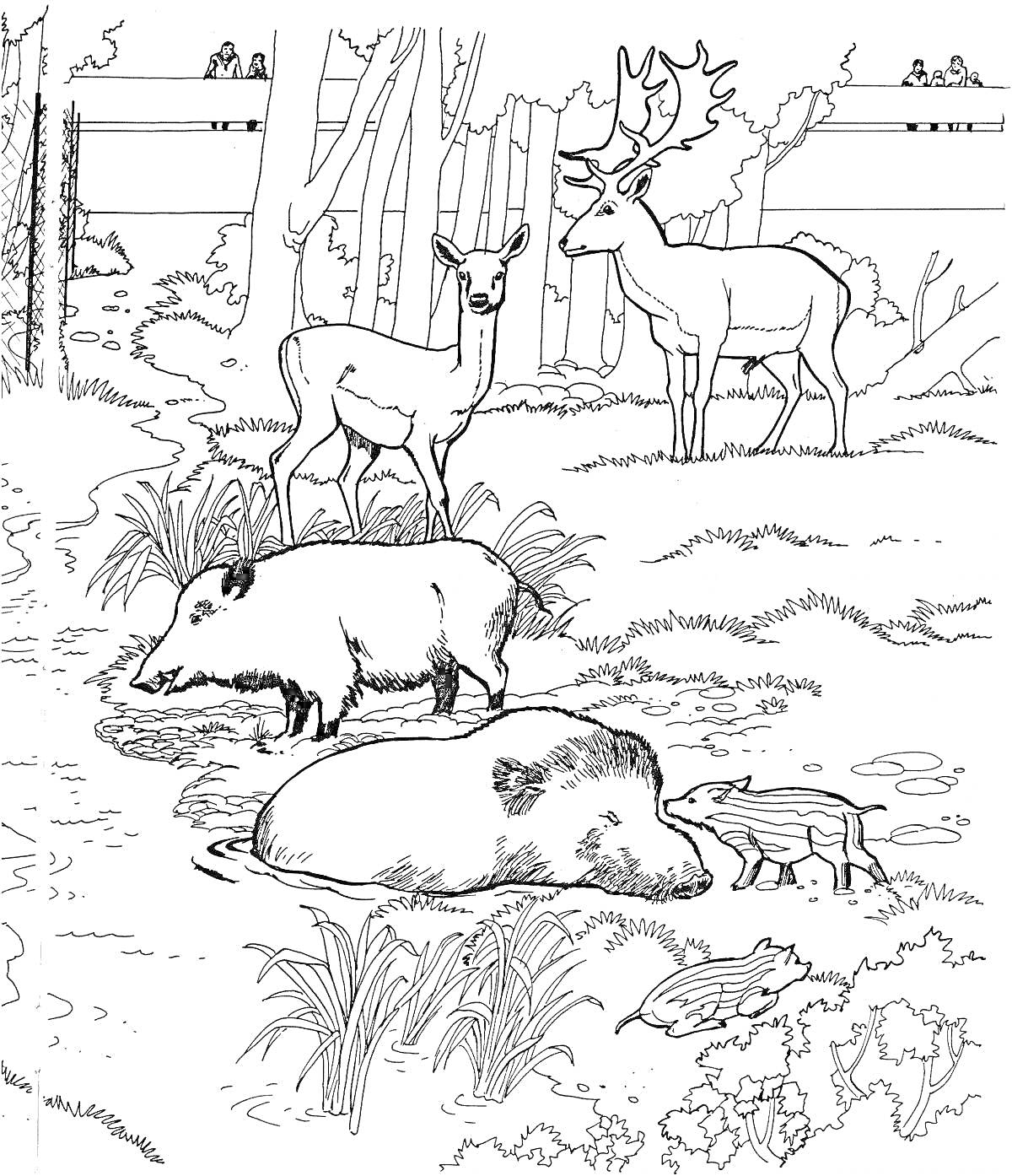 Раскраска Кабаны и олени возле водоема в лесу