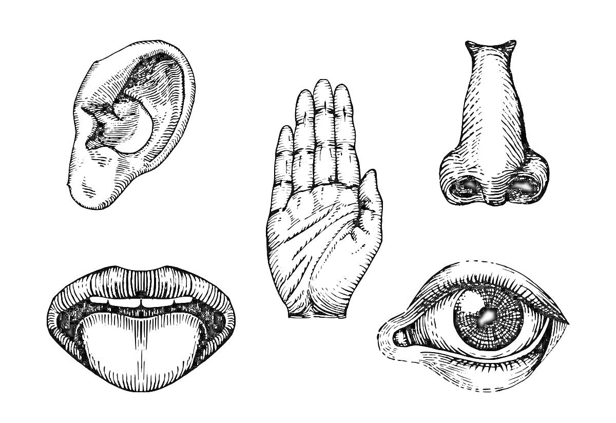 На раскраске изображено: Органы чувств, Ухо, Рука, Нос, Язык, Анатомия
