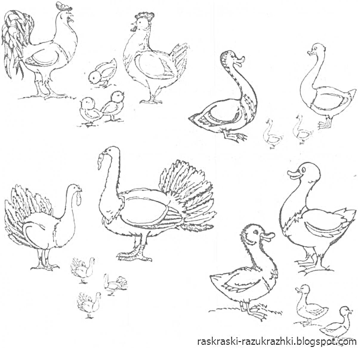 На раскраске изображено: Домашние птицы, Курица, Петух, Утка, Гусь, Индюк, Для детей, 3-4 года, Птенец
