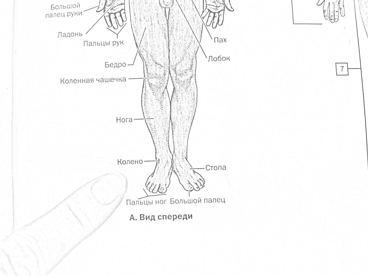 На раскраске изображено: Анатомия, Человек, Мышцы, Рука, Ладонь, Грудь, Колени, Ноги, Тело человека