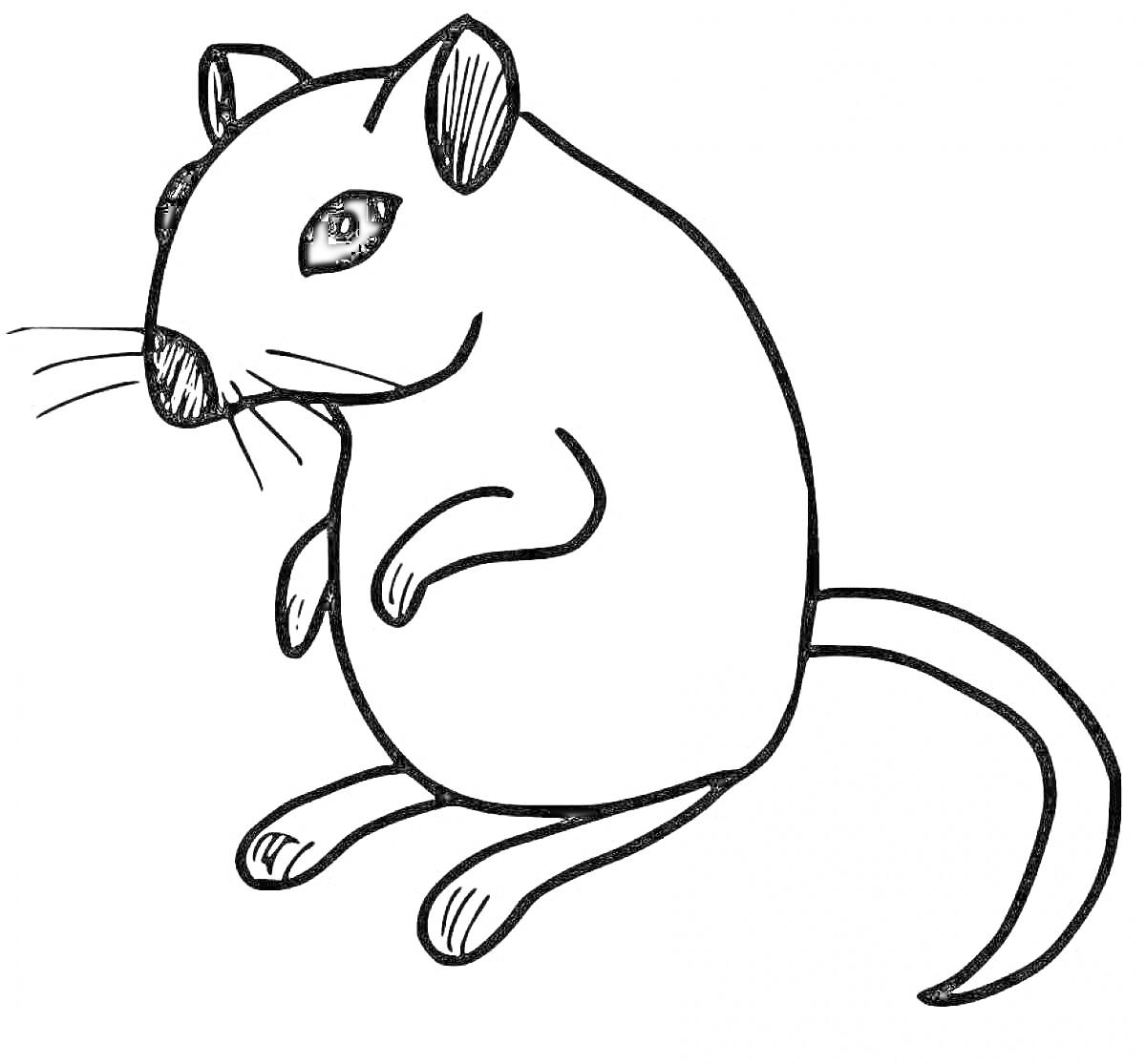 Раскраска крыска с большими глазами, стоящая на задних лапках