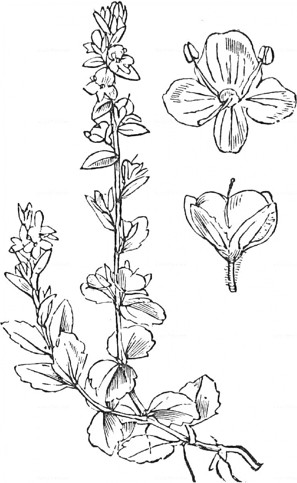 На раскраске изображено: Вероника, Стебель, Лепестки, Ботаника