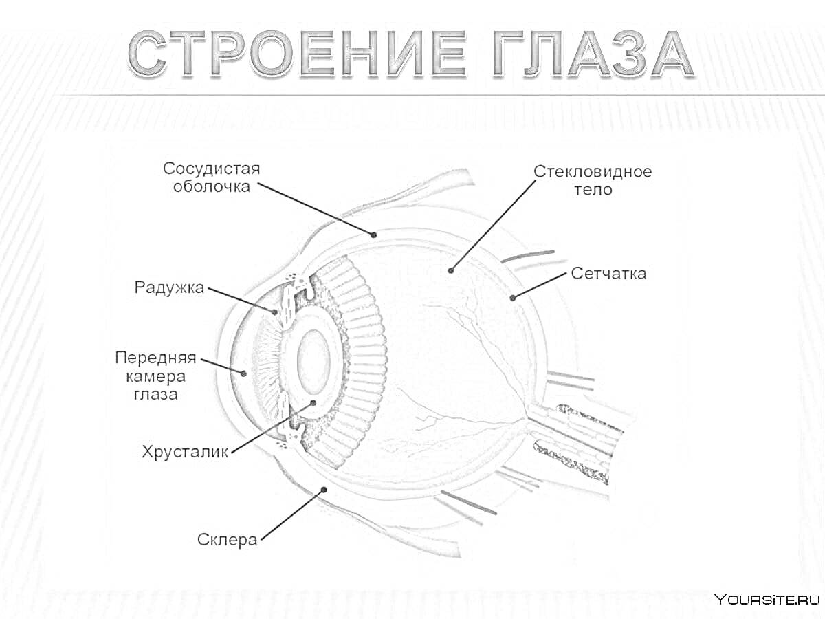 Раскраска Сосудистая оболочка, Стекловидное тело, Сетчатка, Радужка, Передняя камера глаза, Хрусталик, Склера