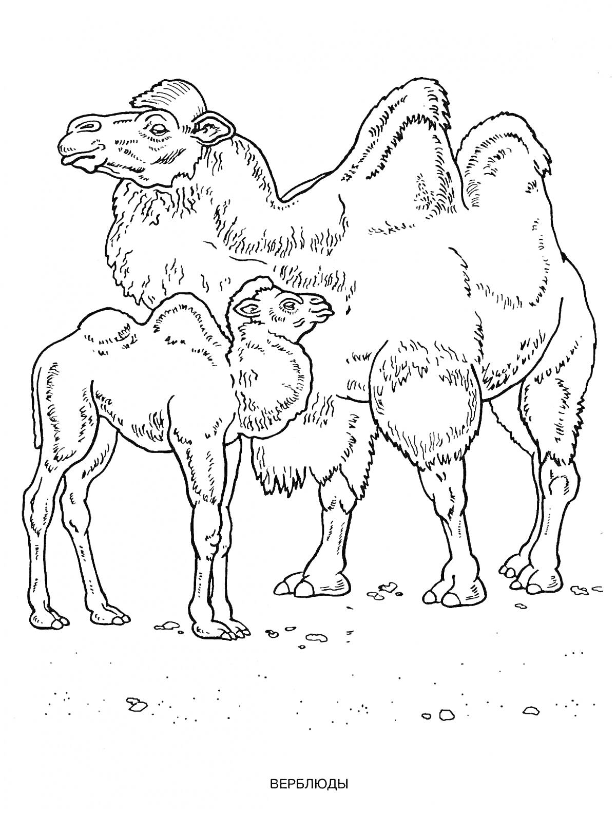 На раскраске изображено: Верблюд, Дикие животные, Пустыня, Камни, Природа, Детеныши