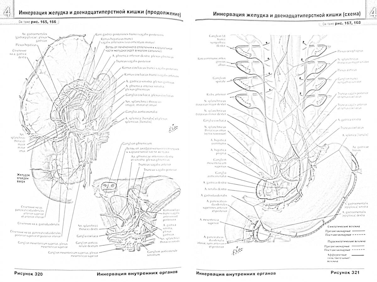 Раскраска Лимфатическая система желудочно-кишечного канала (эзофаг, желудок) (Рефракция)