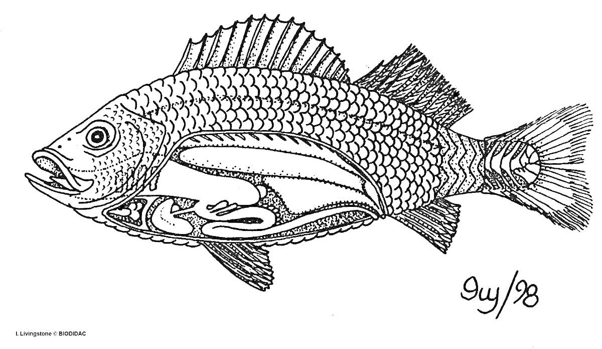 Раскраска Строение рыбы с внутренними органами (раскраска)