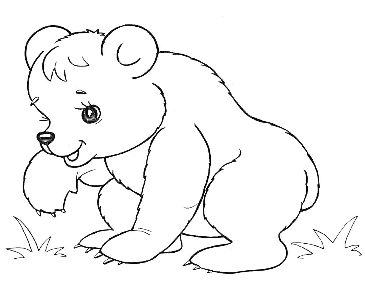 Раскраска Медвежонок на траве