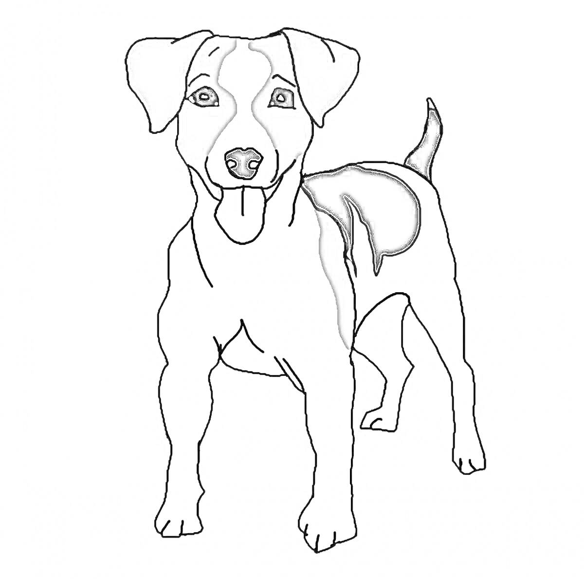На раскраске изображено: Собака, Высунутый язык, Питомец