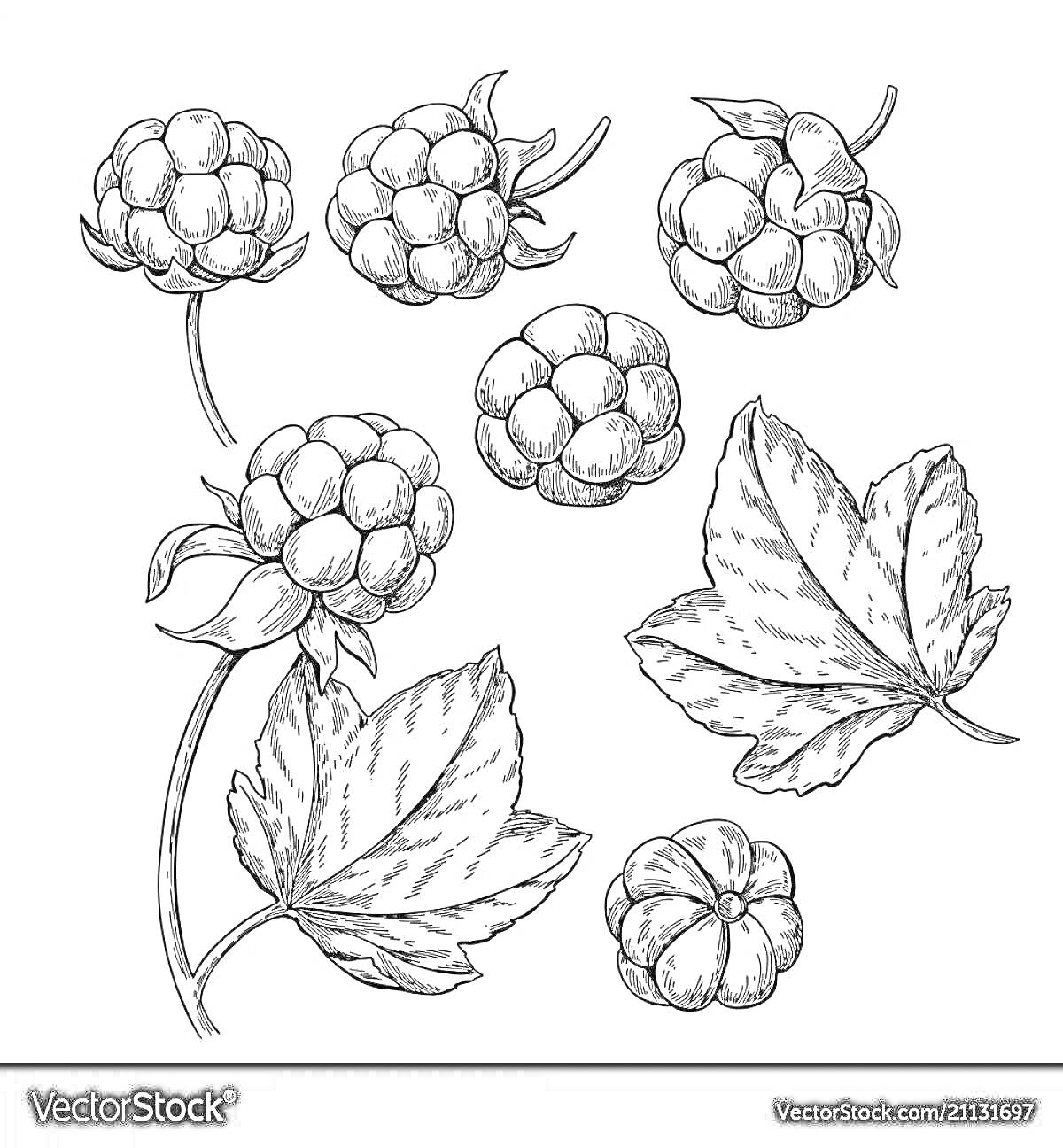 На раскраске изображено: Морошка, Ягоды, Листья, Природа, Растения