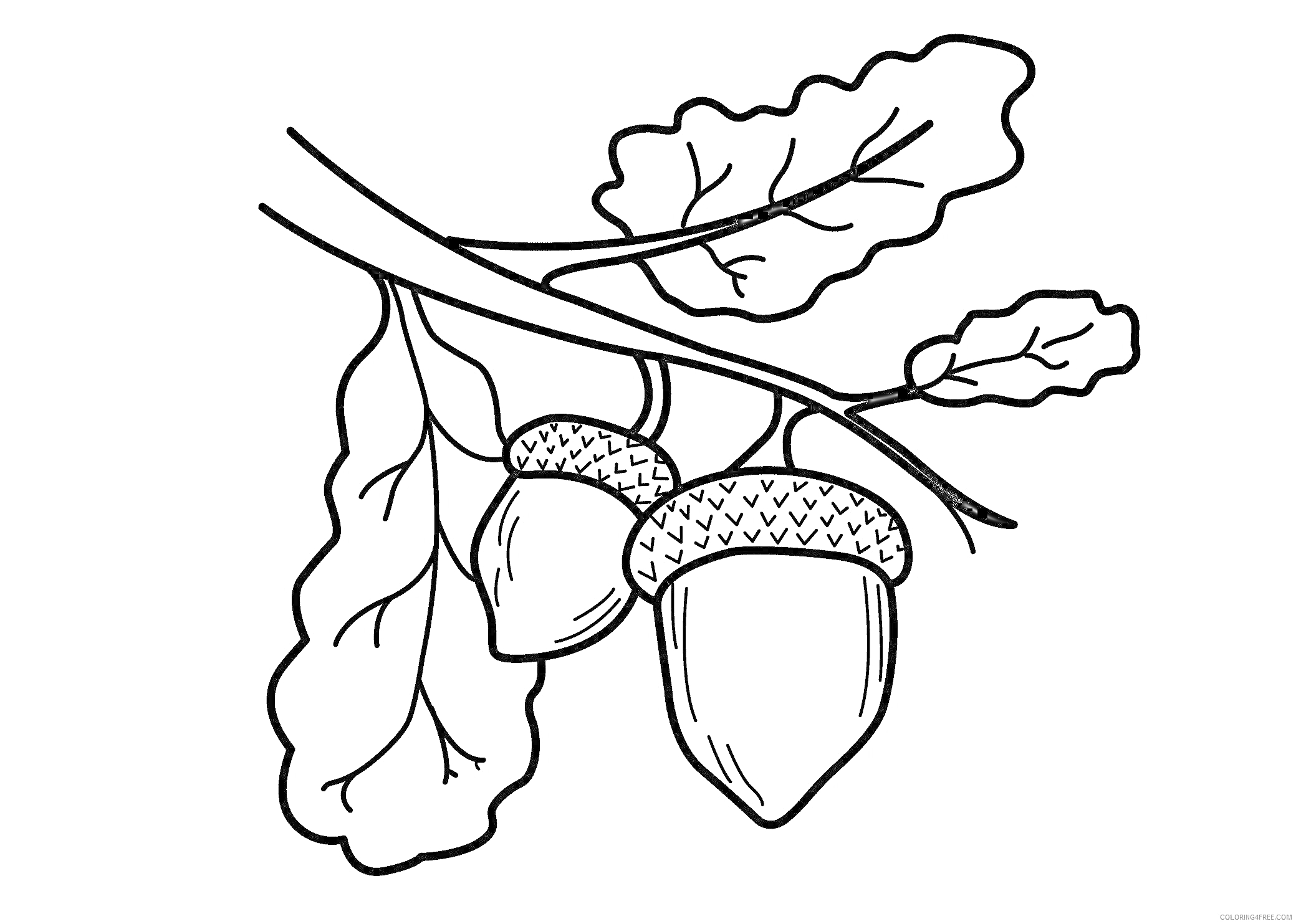 Раскраска Разукрашка с двумя желудями на ветке с листьями