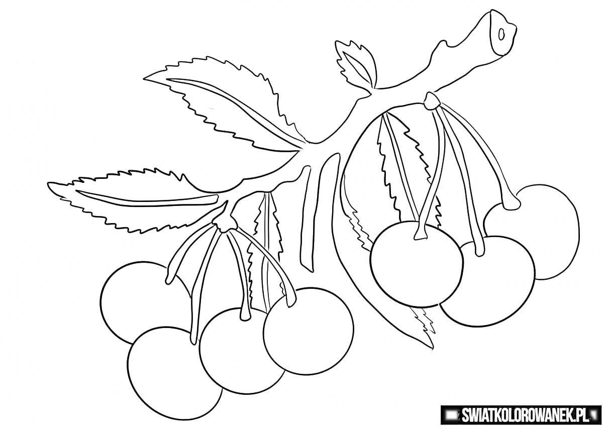 Раскраска Ветка с вишенками и листьями