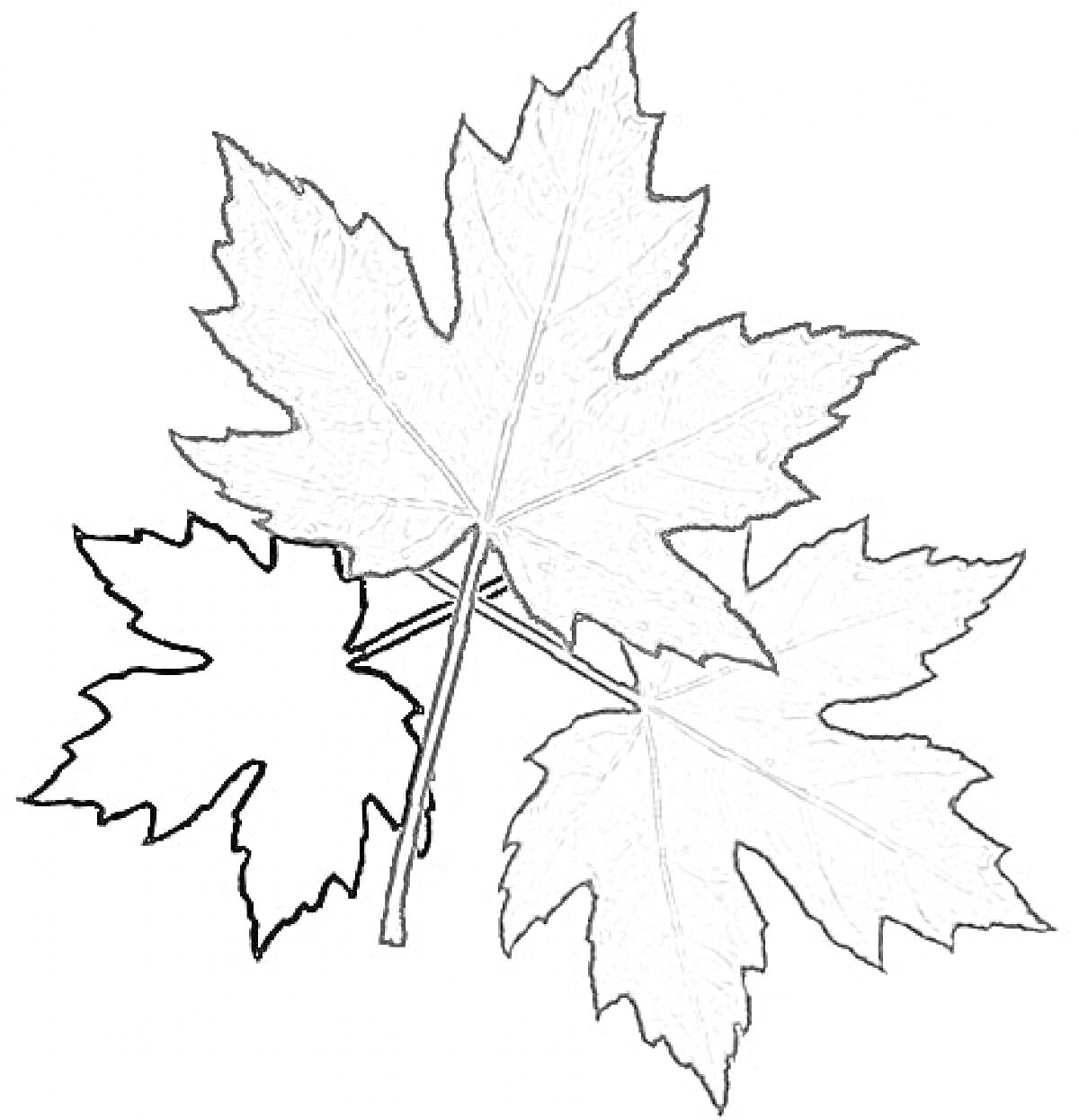 Раскраска Кленовый лист с двумя крупными и одним маленьким листом на ветке