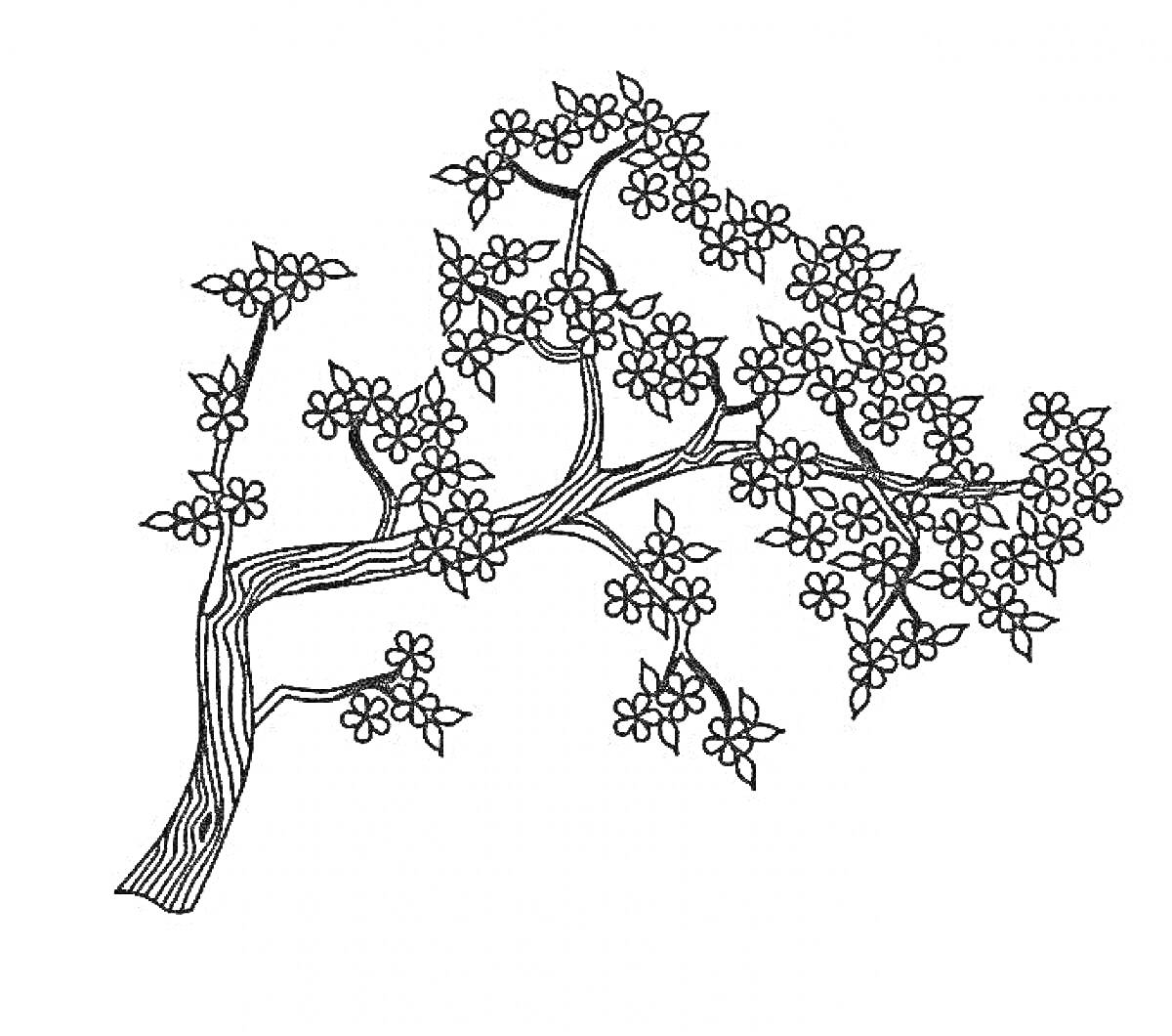 Раскраска Сакура дерево с ветвями и цветками