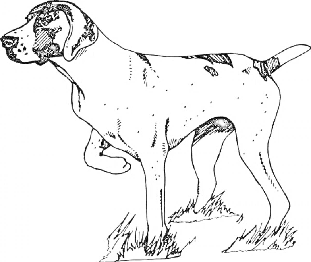 На раскраске изображено: Собака, Животные, Трава, Природа, Стоящая собака, Охота