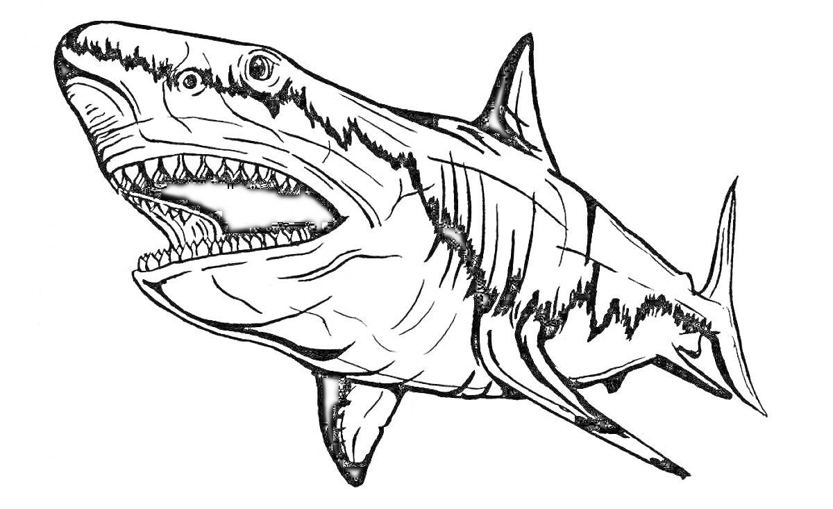 Раскраска Раскраска с акулой мегалодоном, изображение акулы с открытой пастью и видимыми зубами, плавник на спине и хвост, крупные глаза
