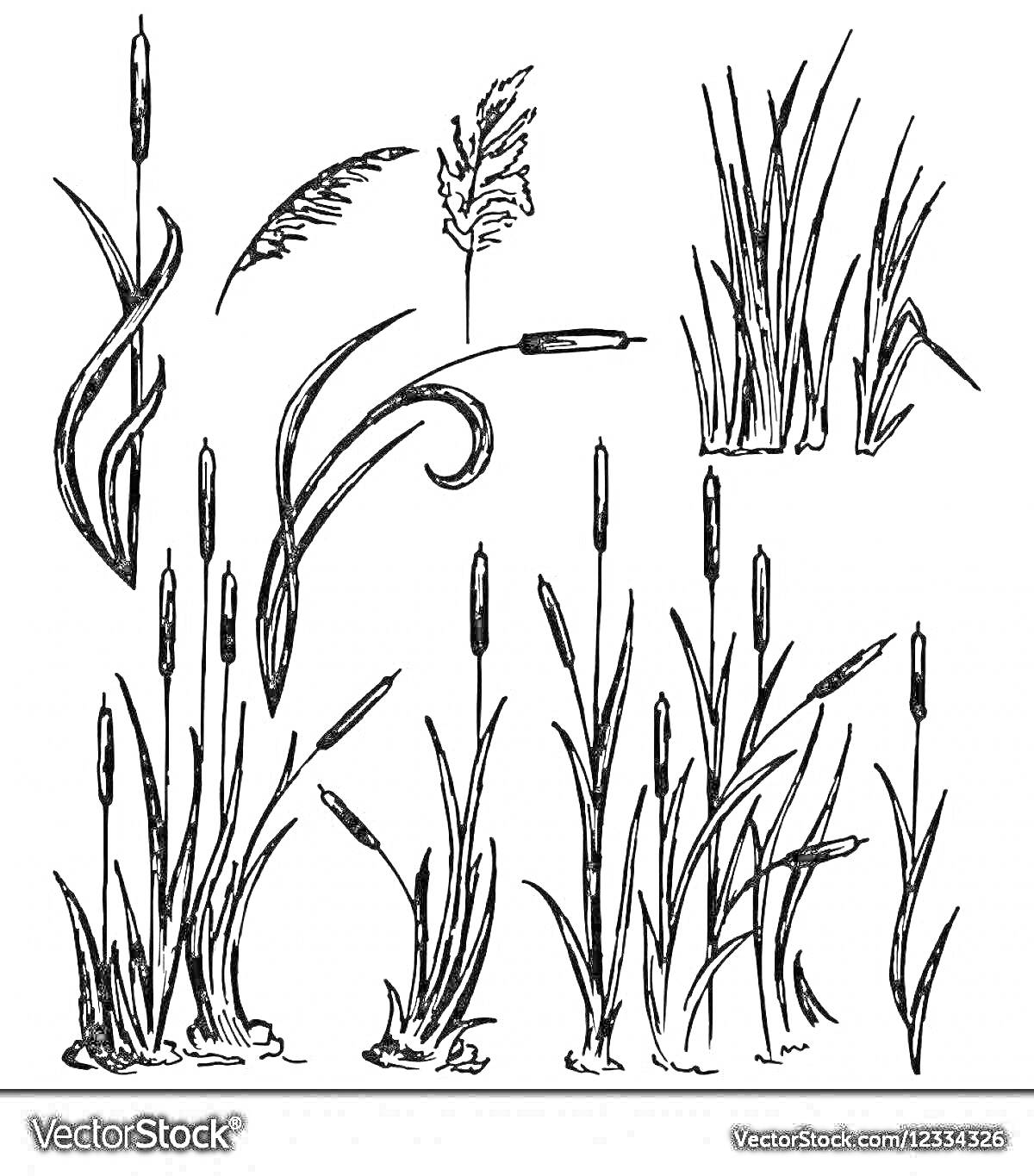 Раскраска Камыши с листьями и цветами, различные виды и формы
