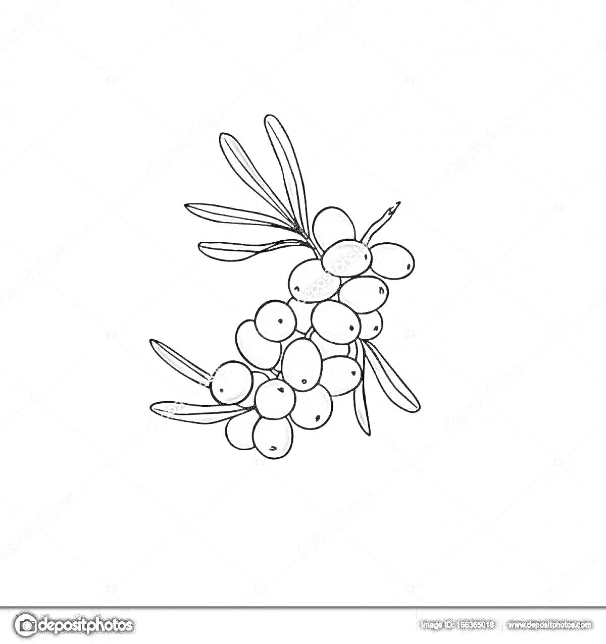 Раскраска Веточка облепихи с листьями и ягодами