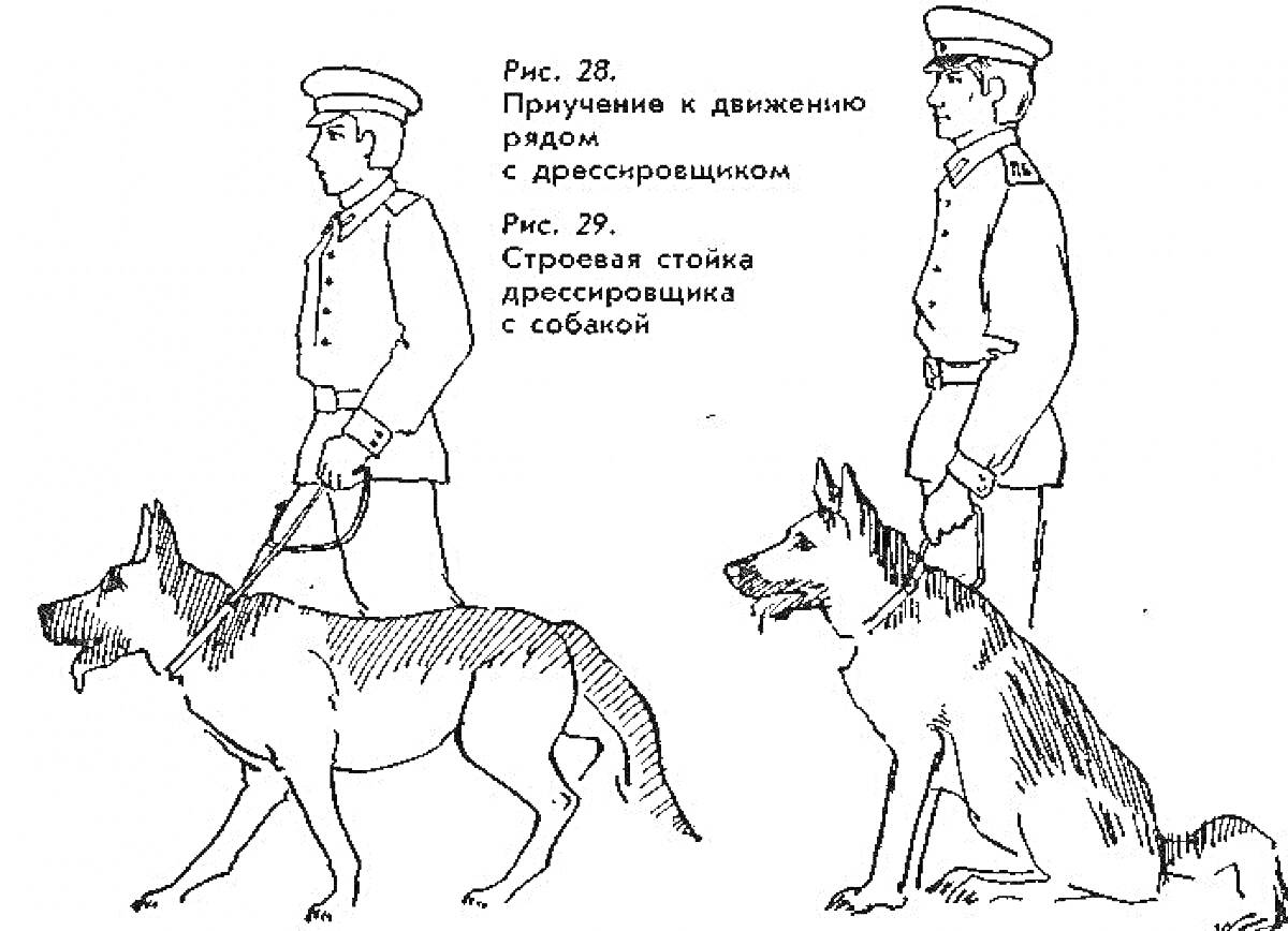 Раскраска Пограничник с собакой, две разные позы - приучение к движению рядом и строевая стойка