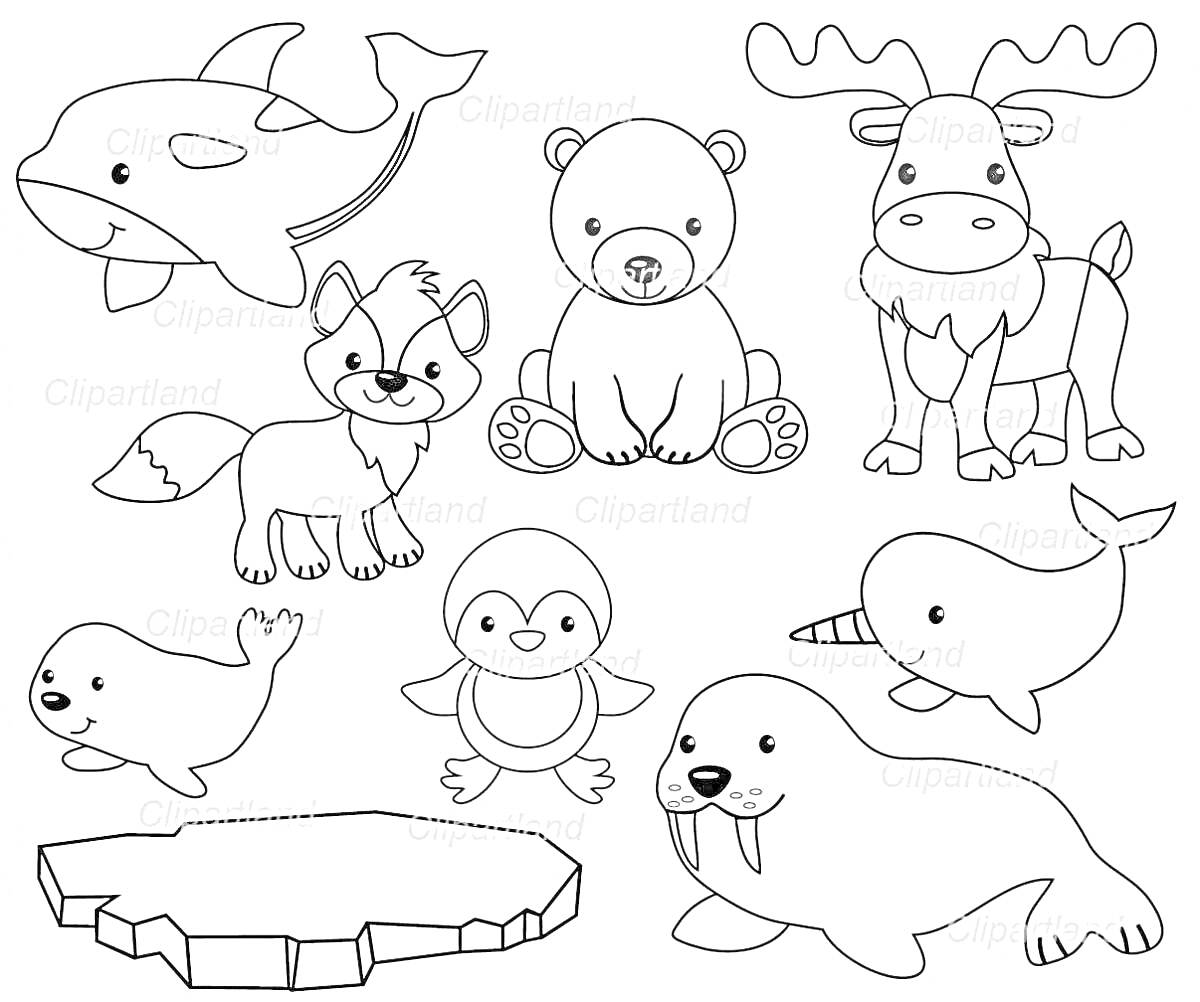 На раскраске изображено: Полярные животные, Косатка, Белый медведь, Северный олень, Арктическая лиса, Морской котик, Нарвал, Морж, Льдина