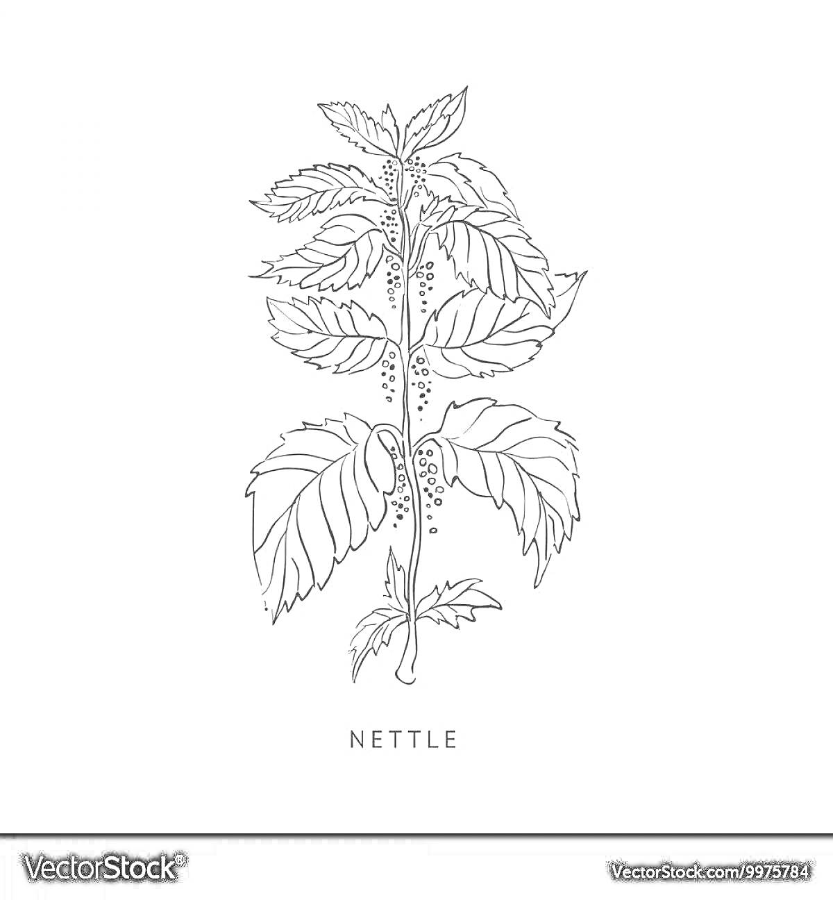 На раскраске изображено: Крапива, Листья, Стебель, Для детей, Ботаника