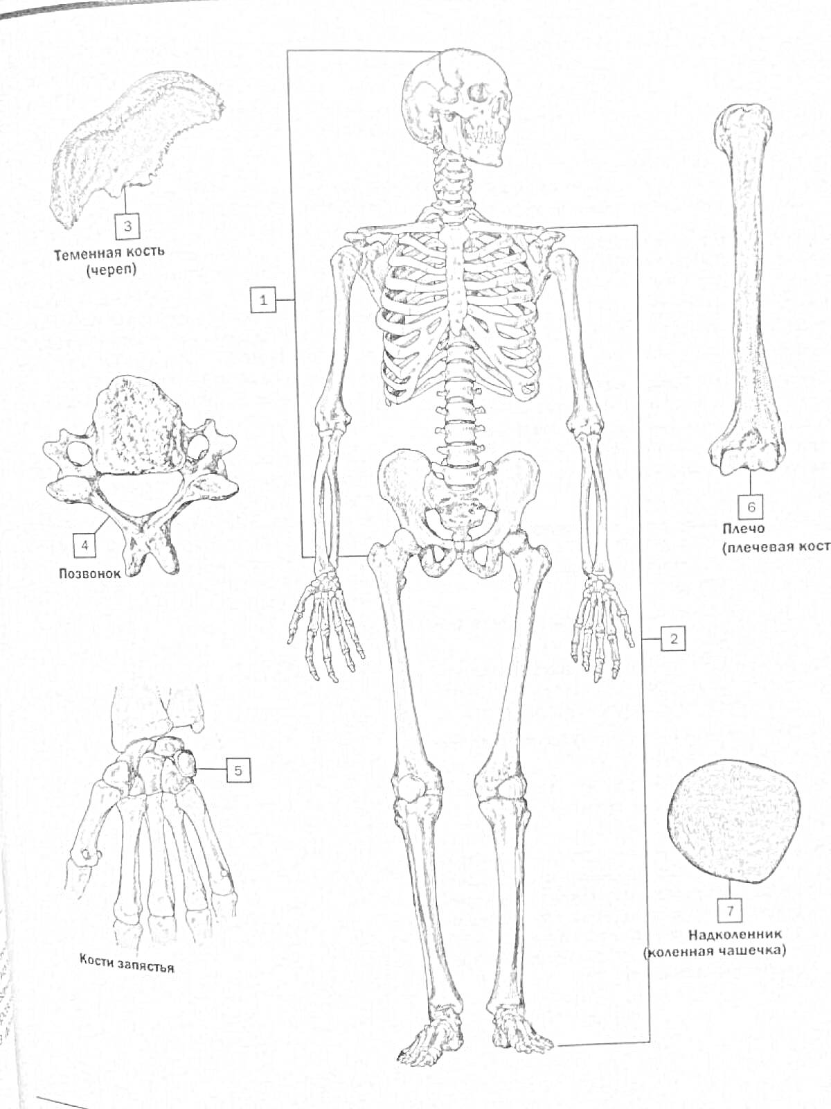Раскраска Атлас анатомии Неттера - Тазовая кость, Лопатка, Поясничный позвонок, Кости запястья, Плечевая кость, Надколенник, Скелет человека