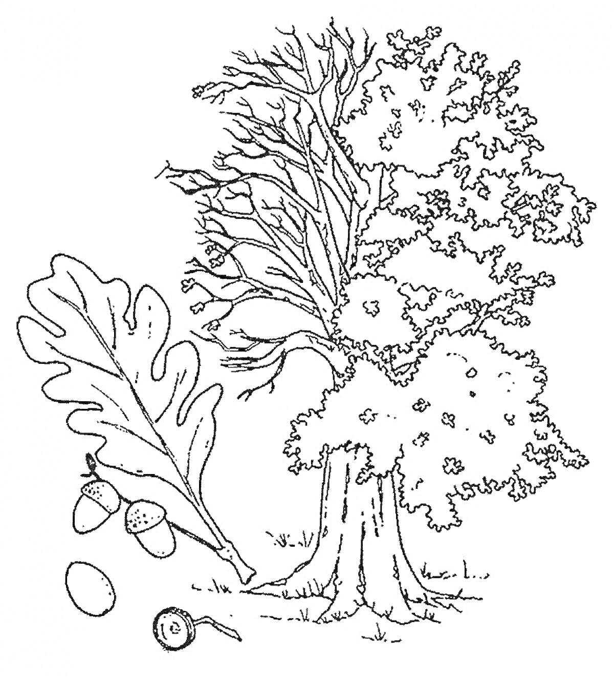 На раскраске изображено: Дуб, Листья, Желуди, Ветка, Природа