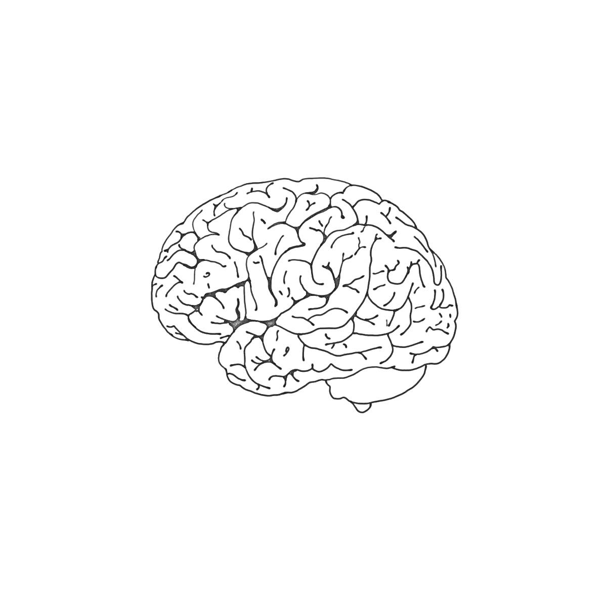 На раскраске изображено: Мозг, Анатомия, Обучение, Наука