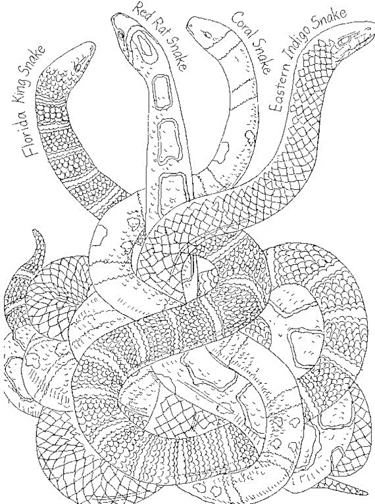Раскраска Несколько переплетенных змей разных видов (Florida King Snake, Red Rat Snake, Coral Snake, Eastern Indigo Snake)