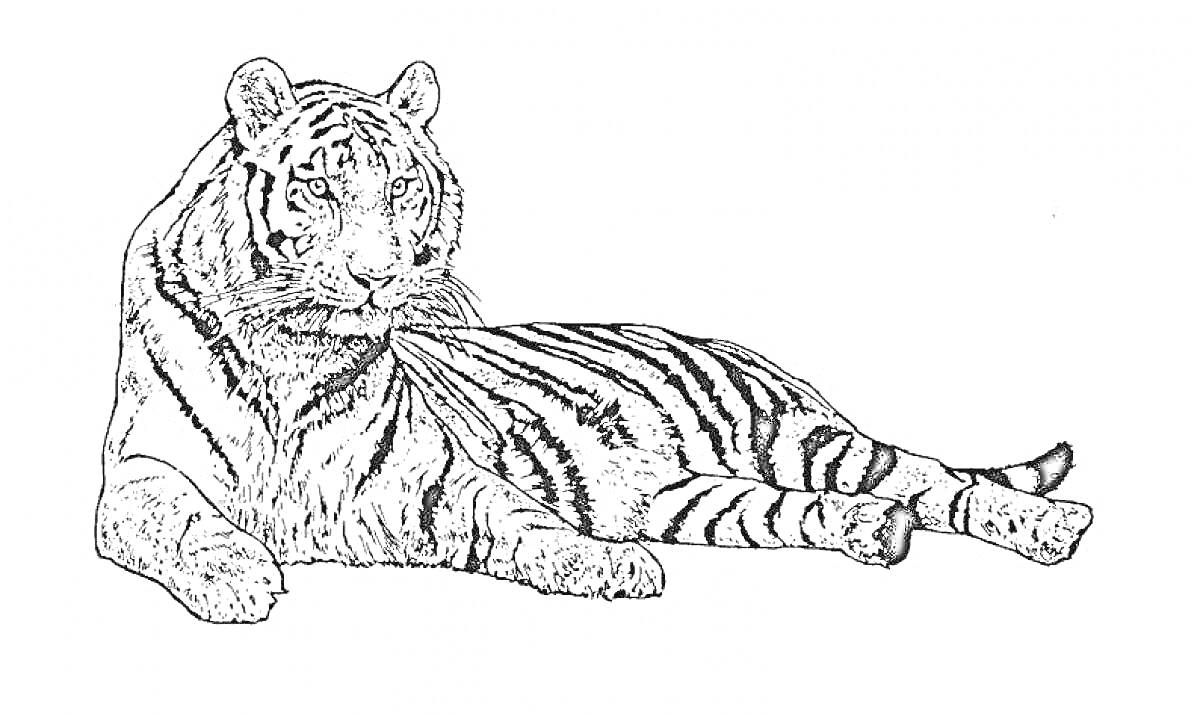 Амурский тигр лежащий, вид сбоку