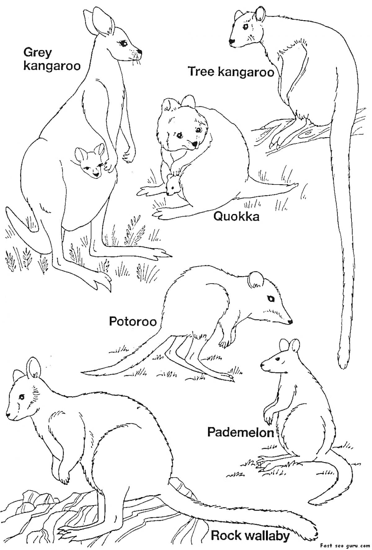 На раскраске изображено: Австралийские животные, Животные, Дикая природа, Австралия