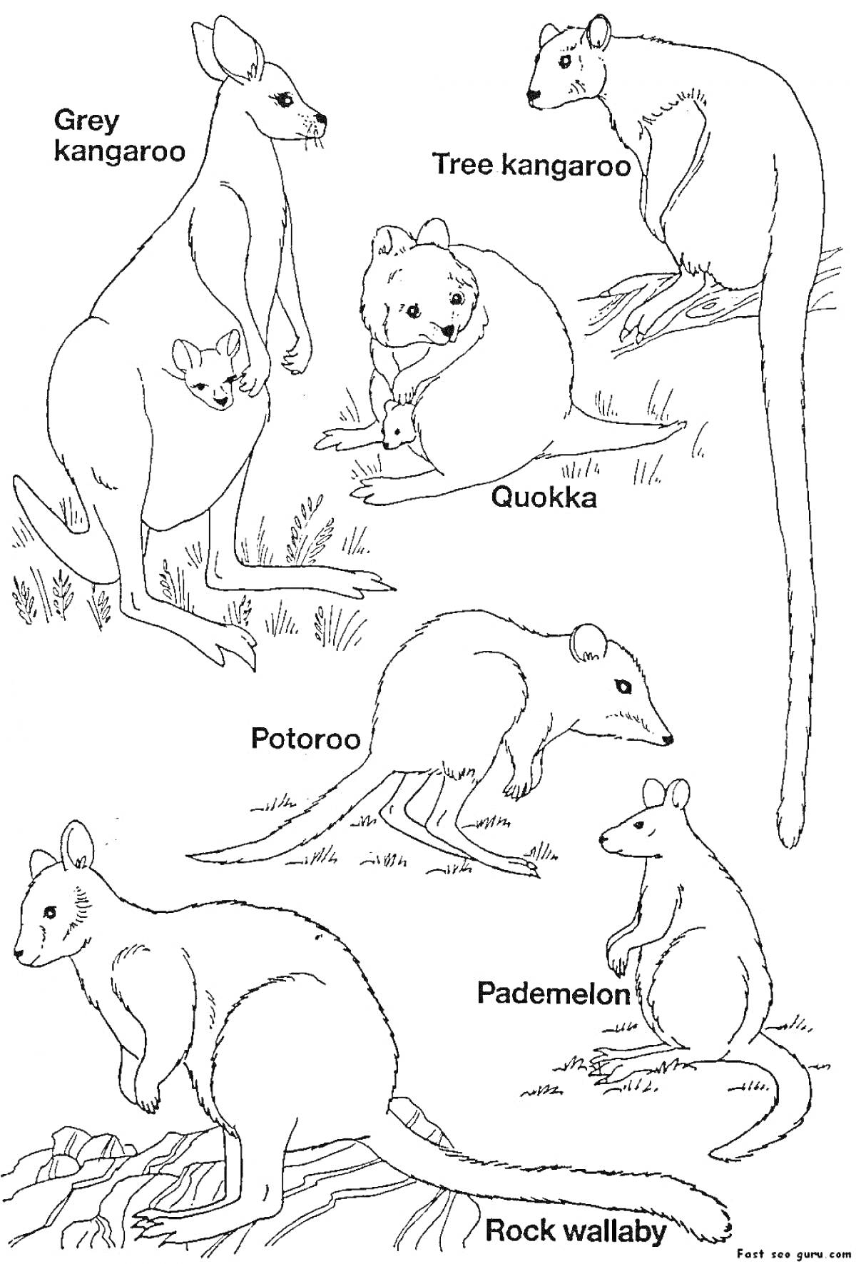 Раскраска Список австралийских животных, включая серого кенгуру, древесного кенгуру, квокку, потору, пьемелона и скального валлаби