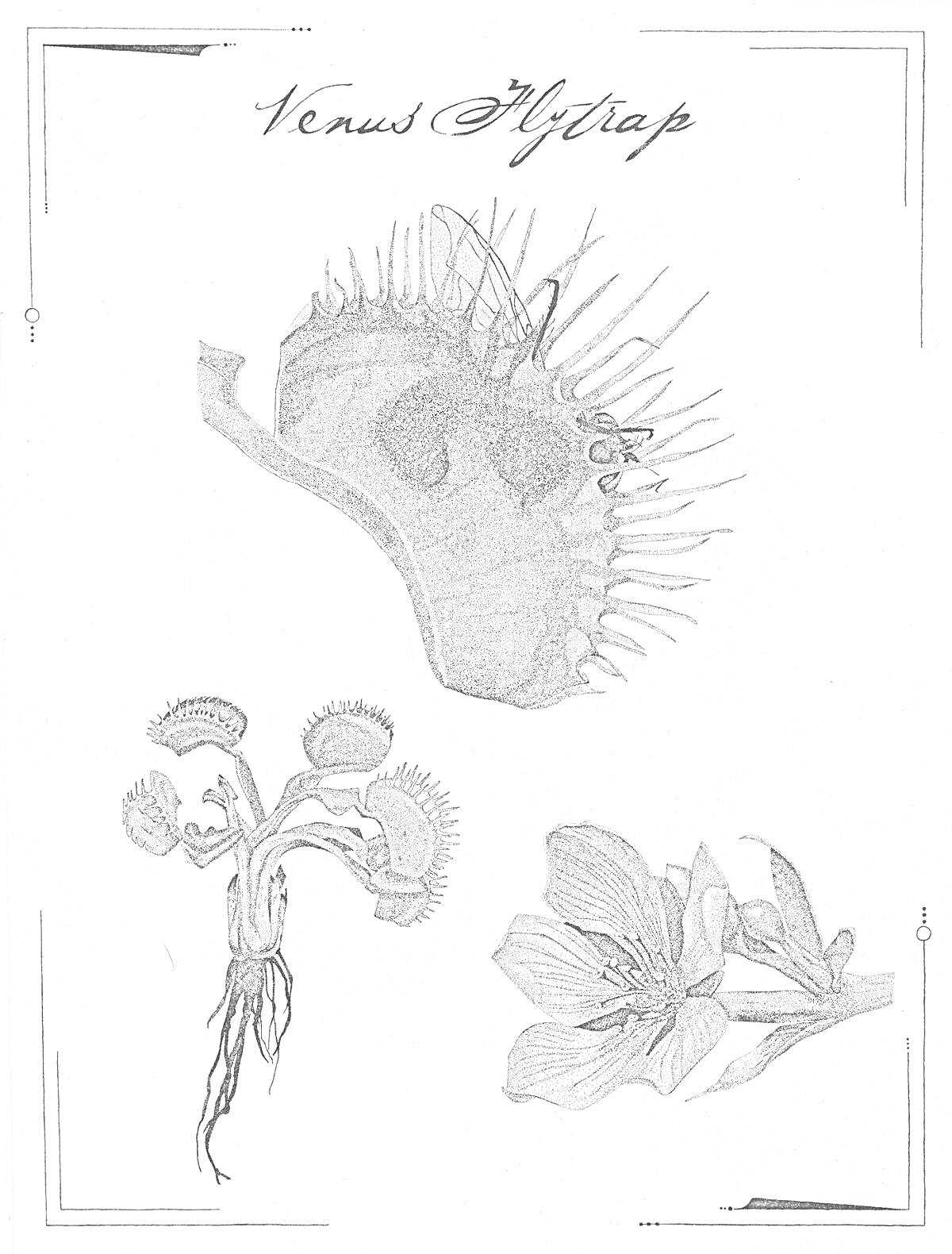На раскраске изображено: Венерина мухоловка, Хищное растение, Ботаника, Природа
