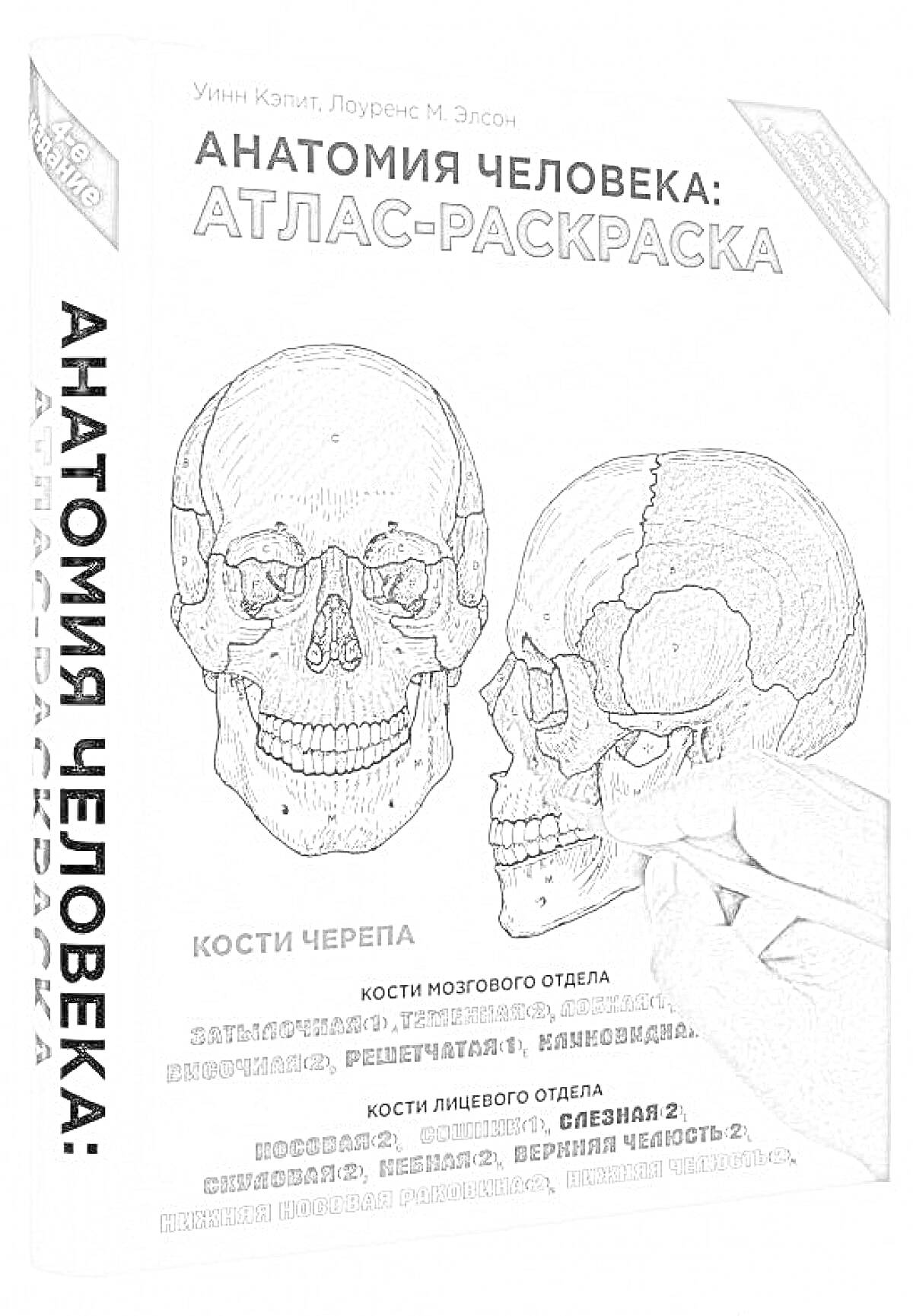 Раскраска Анатомия человека: Атлас-раскраска. Кости черепа: Кости мозгового отдела - затылочная, теменная, лобная, решетчатая, клиновидная; Кости лицевого отдела - носовая, слезная, верхняя челюсть 2, скуловая, небная, нижняя челюсть