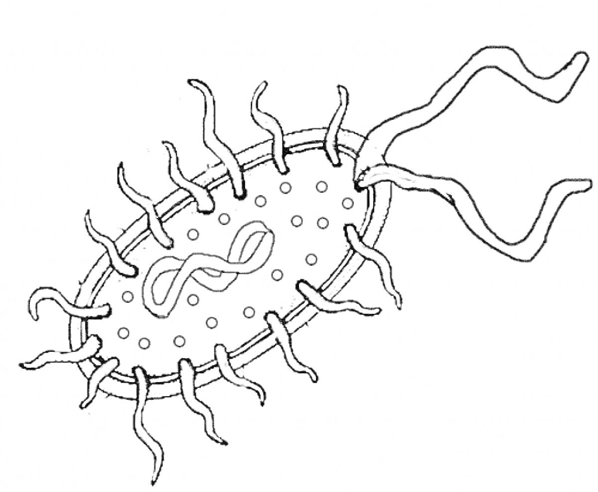 Раскраска Бактерия с флагеллами, пили, цитоплазмой и кольцевой ДНК