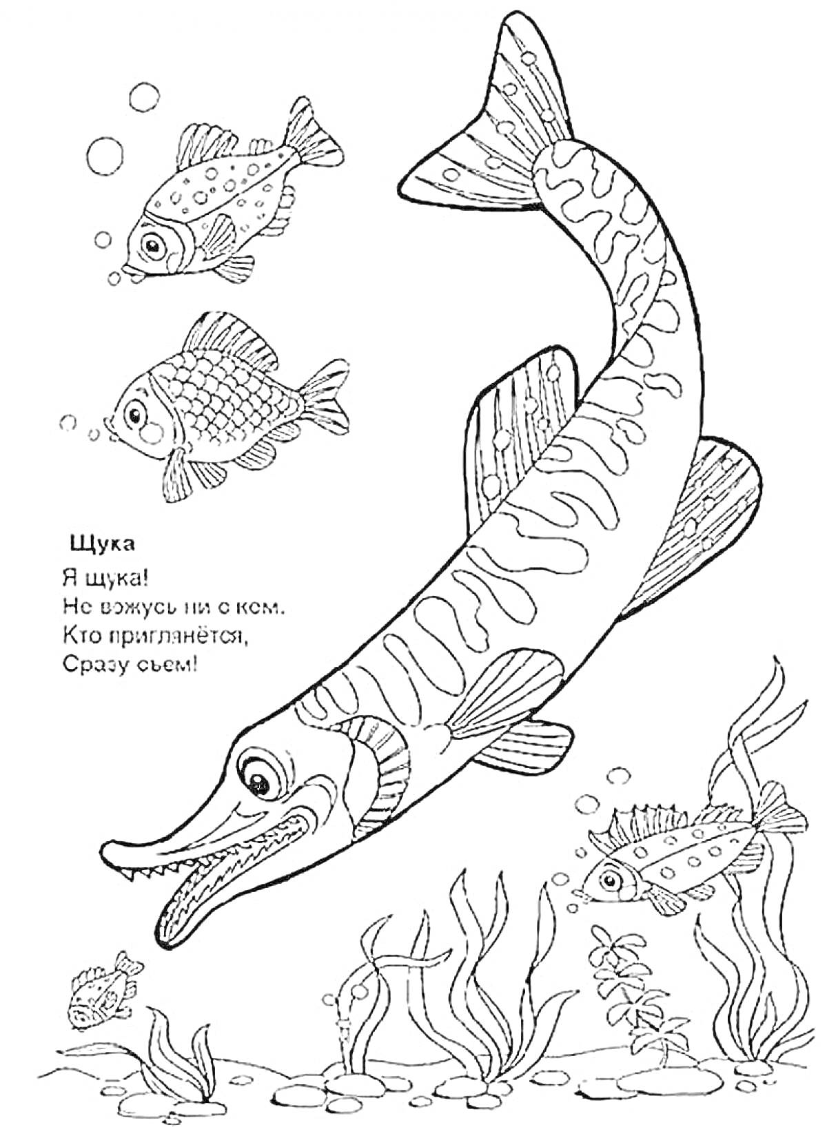 На раскраске изображено: Щука, Рыба, Подводный мир, Вода, Водоросли, Подводная сцена