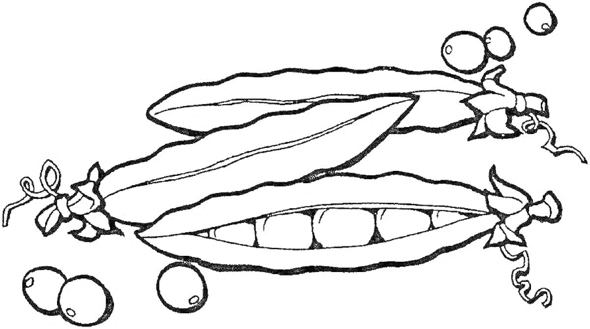 Раскраска горох в стручках с горошинами