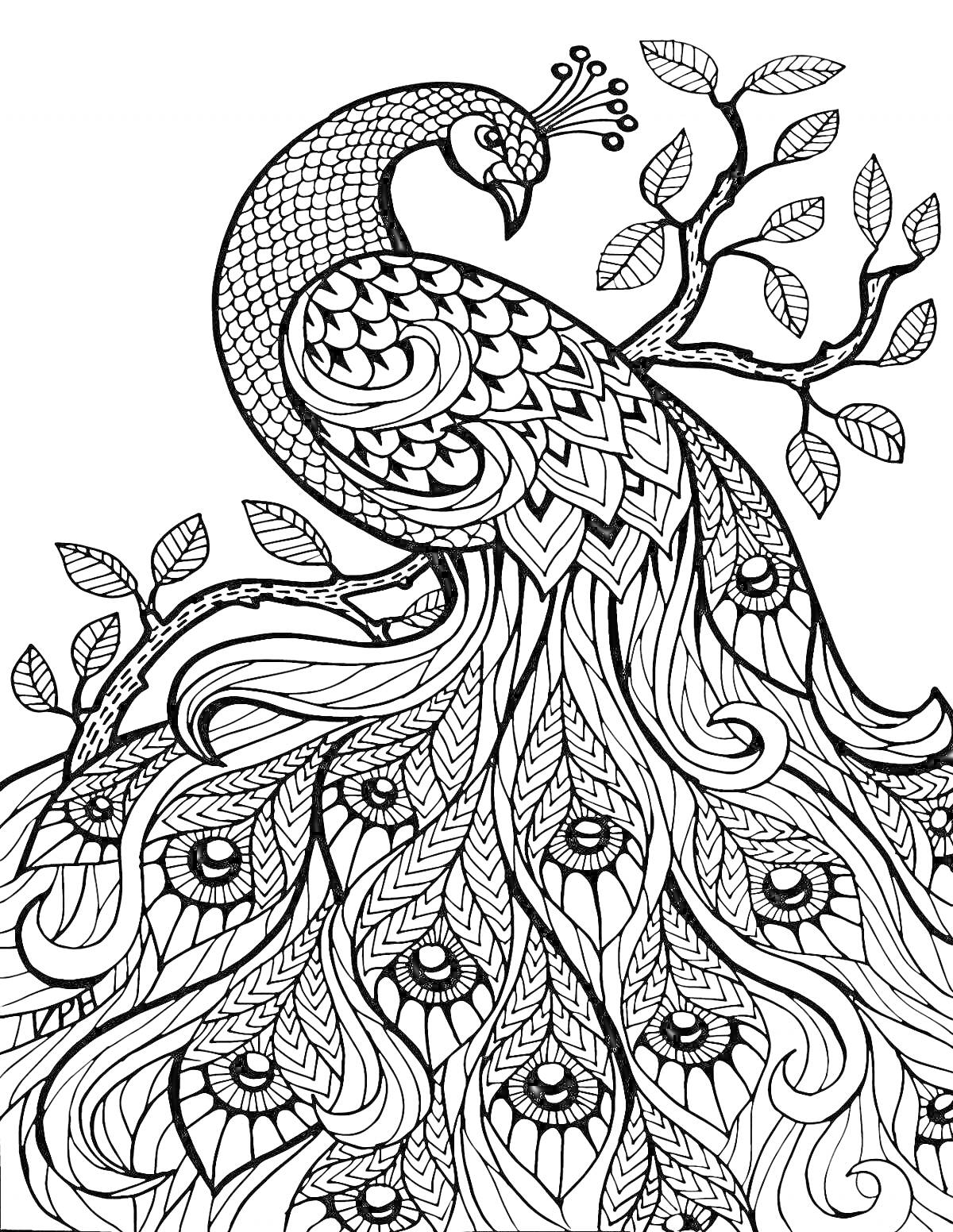 Раскраска Павлина дерево с изящными листьями и деталями хвоста