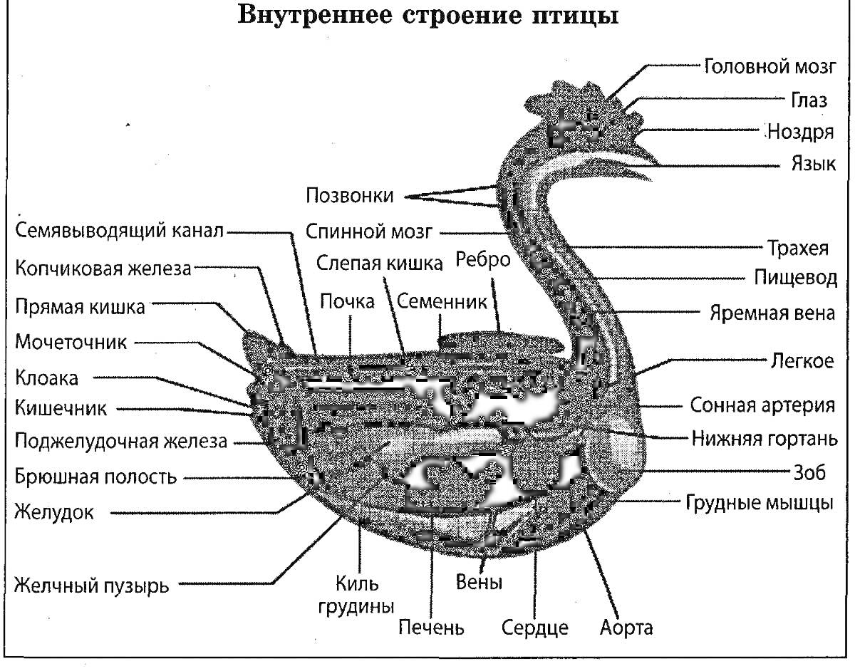 Раскраска Внутреннее строение птицы (Головной мозг, Глаз, Ноздри, Язык, Трахея, Щитовидная железа, Пищевод, Ключица, Кокошник, Ребра, Позвоночник, Спинной мозг, Шейные позвонки, Легкие, Семенник, Воздушный мешок, Сердце, Аорта, Вена, Копчиковая железа, Печень, Желу