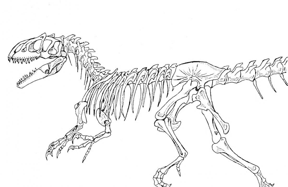 На раскраске изображено: Скелет, Динозавр, Длинный хвост, Задние лапы, Палеонтология