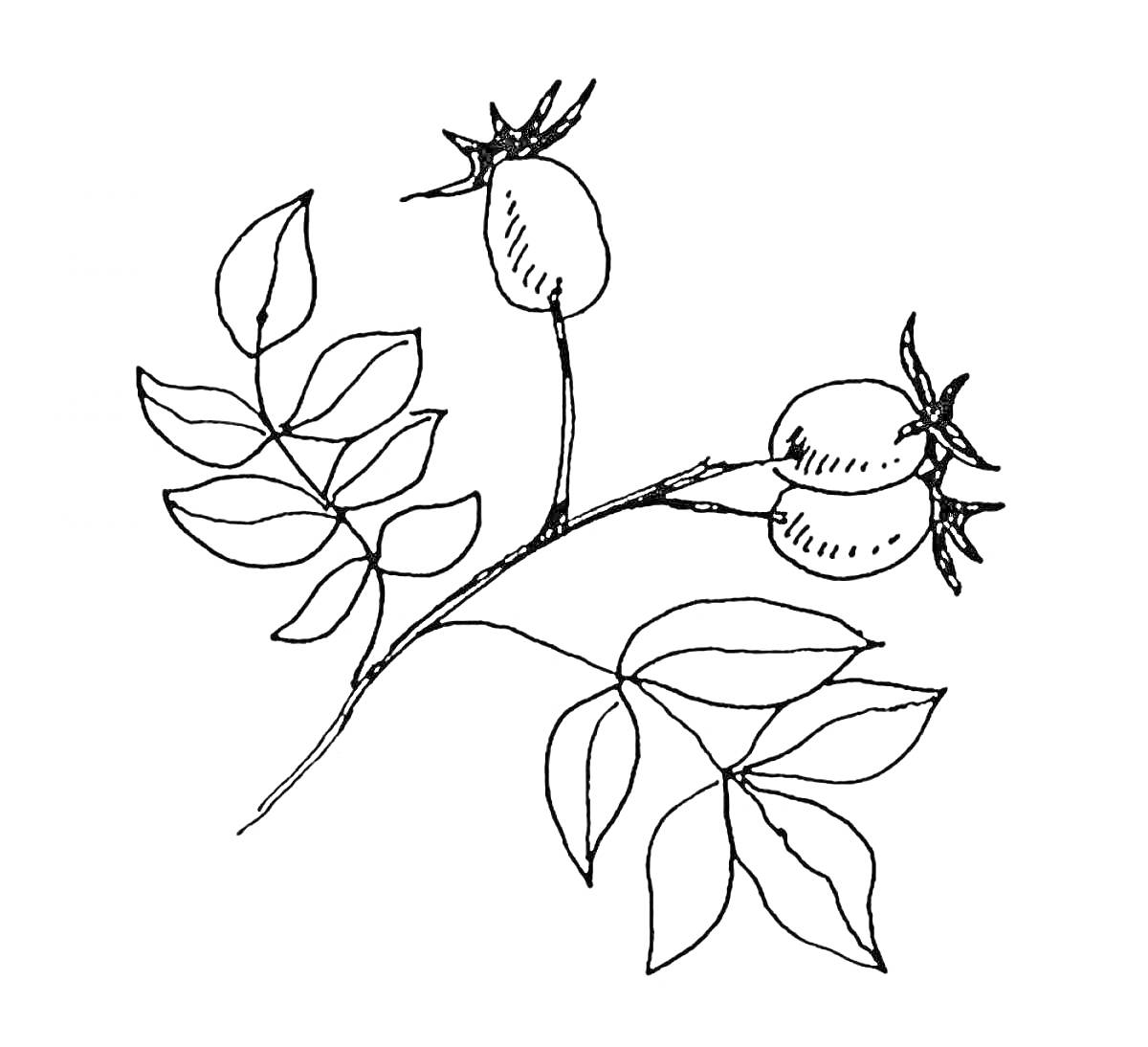 Раскраска Ветвь шиповника с листьями и двумя ягодами