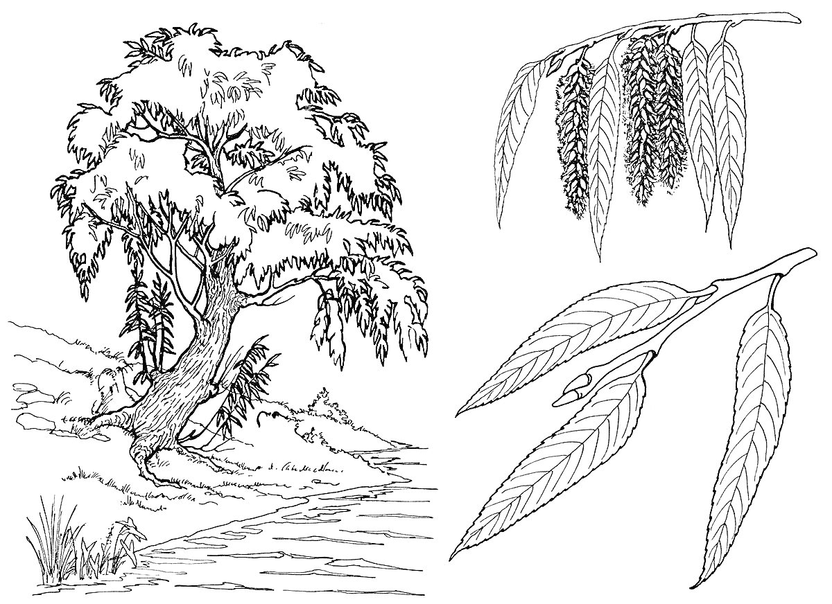 Ива на берегу реки с листами и серёжками ивы