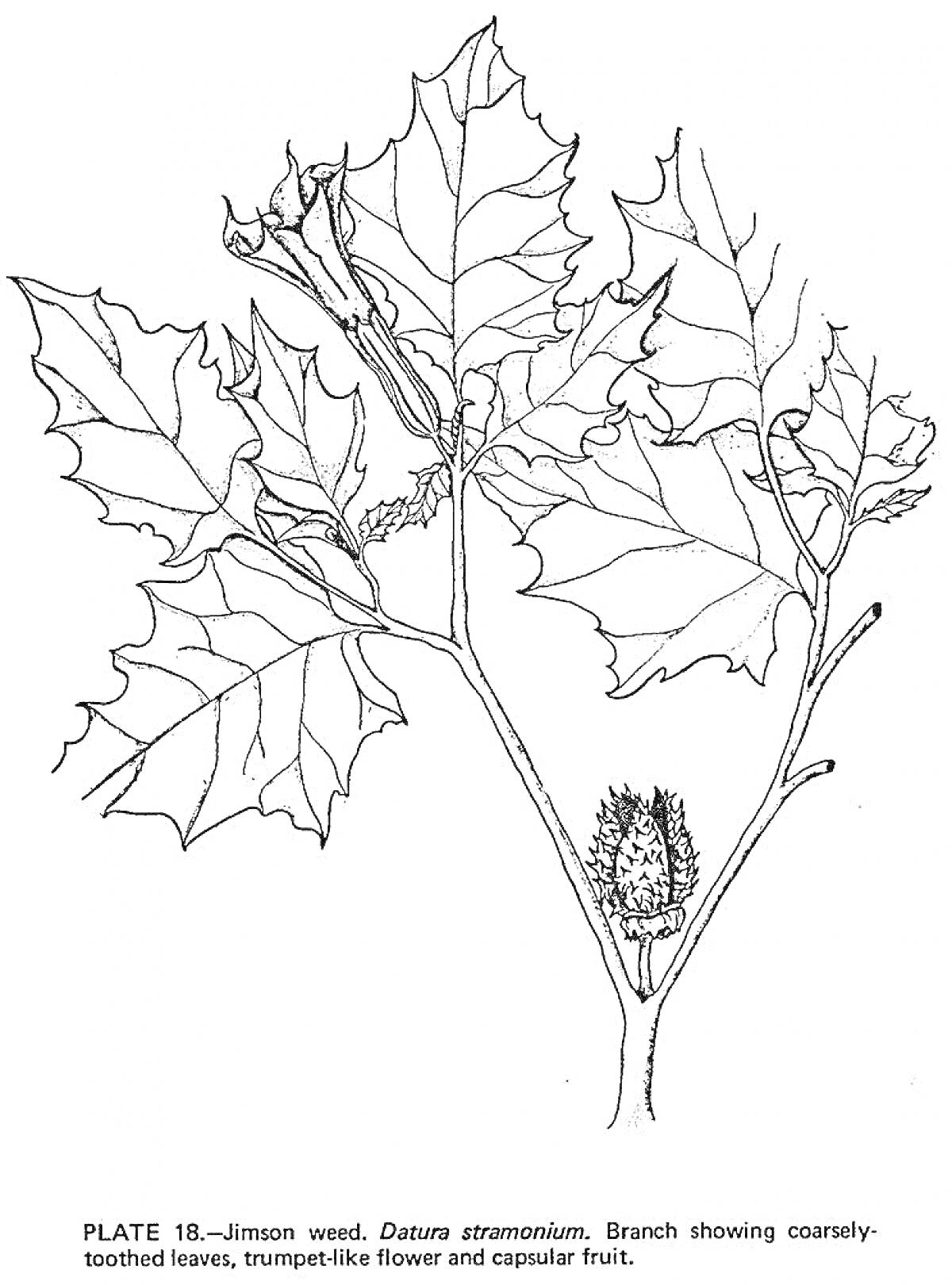 Раскраска Джимсон сорняк (Datura stramonium). Ветвь с грубо зубчатыми листьями, трубчатым цветком и капсульным плодом