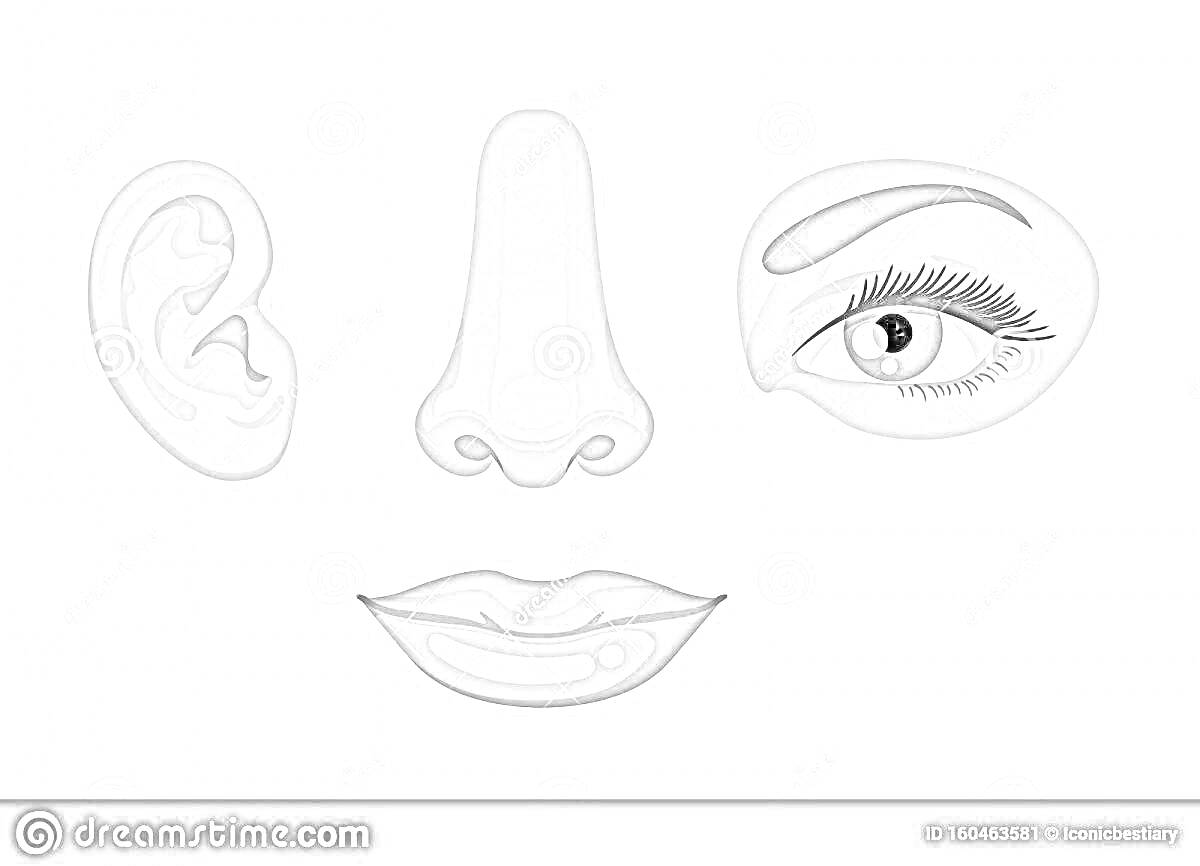 На раскраске изображено: Ухо, Нос, Губы, Анатомия, Лицо, Модница