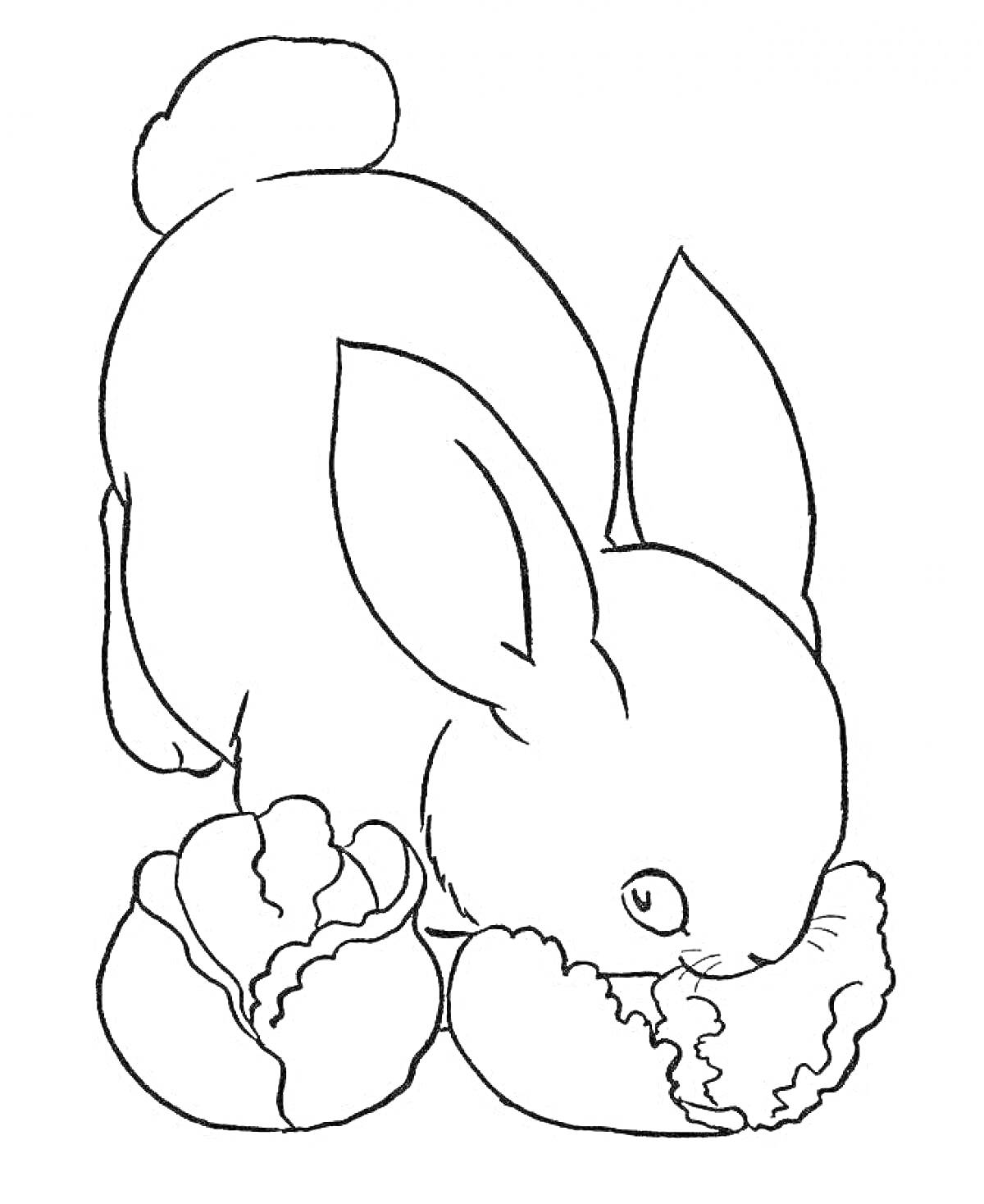 Раскраска Кролик, который ест капусту