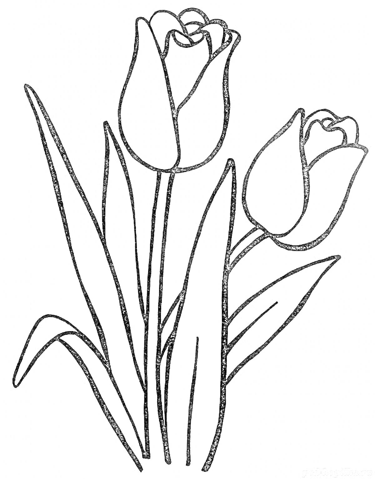 На раскраске изображено: Тюльпаны, Цветы, Листья, Природа, Ботаника, Весна, Бутон