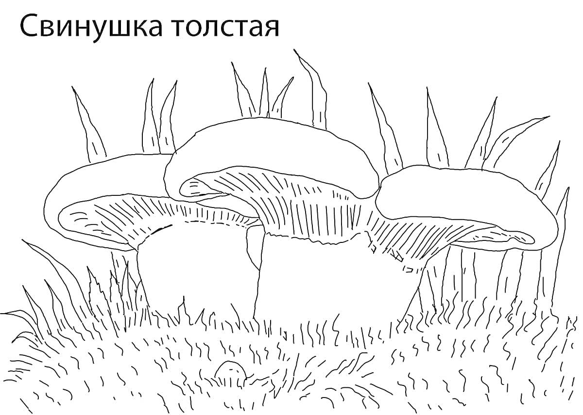 Раскраска Свинушка толстая, три гриба среди травы